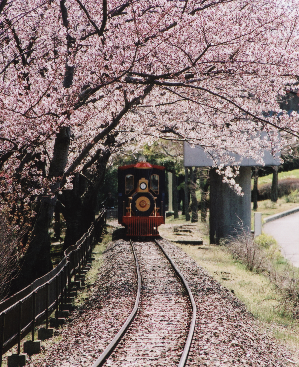 桜と汽車